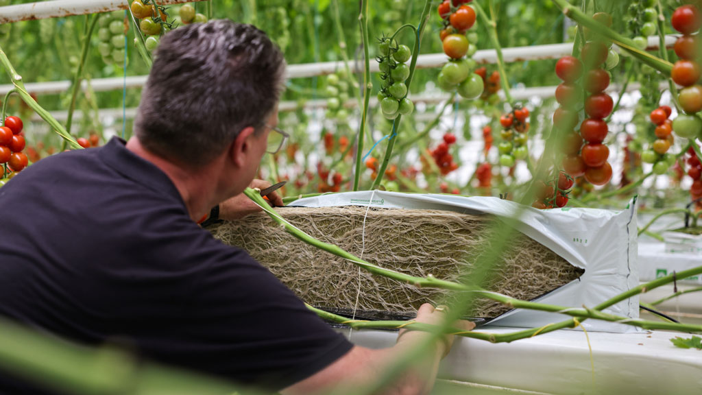 Teler inspecteert het wortelsubstraat tussen de tomatentrossen in de kas
